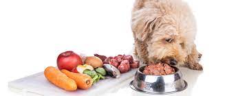 The Raw Dog Food Revolution: Embracing Canine Health post thumbnail image